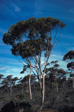 APII jpeg image of Eucalyptus pterocarpa  © contact APII