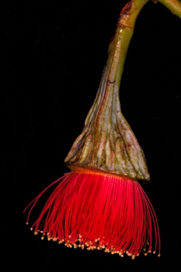 APII jpeg image of Eucalyptus pyriformis  © contact APII