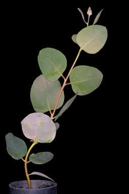 APII jpeg image of Eucalyptus pyriformis  © contact APII
