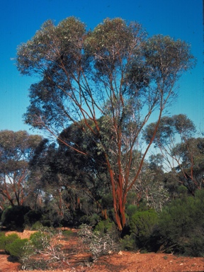 APII jpeg image of Eucalyptus ravida  © contact APII