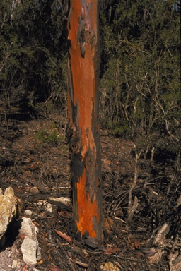 APII jpeg image of Eucalyptus astringens subsp. redacta  © contact APII