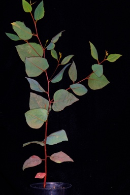 APII jpeg image of Eucalyptus thamnoides subsp. thamnoides  © contact APII