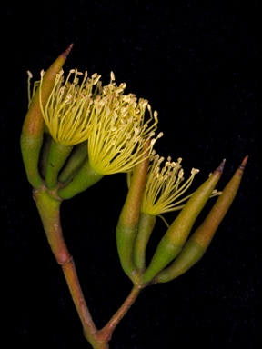 APII jpeg image of Eucalyptus redunca  © contact APII