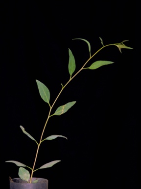 APII jpeg image of Eucalyptus rigens  © contact APII