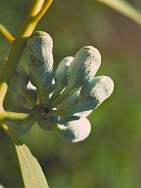 APII jpeg image of Eucalyptus roycei  © contact APII