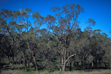 APII jpeg image of Eucalyptus rudis subsp. rudis  © contact APII