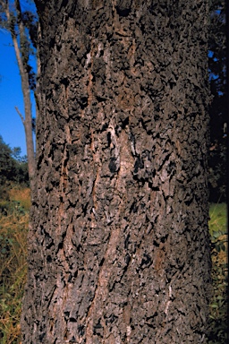 APII jpeg image of Eucalyptus rudis subsp. cratyantha  © contact APII