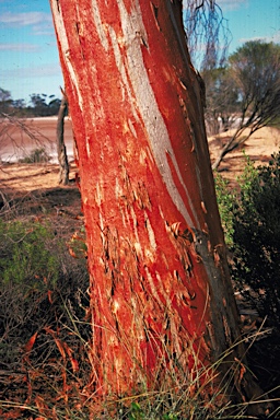 APII jpeg image of Eucalyptus salicola  © contact APII