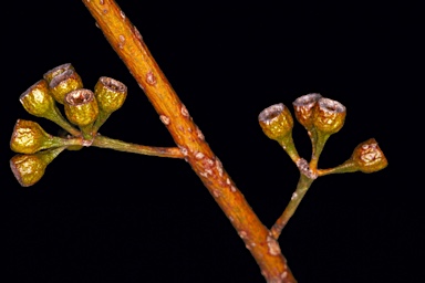 APII jpeg image of Eucalyptus salicola  © contact APII