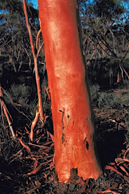 APII jpeg image of Eucalyptus salmonophloia  © contact APII
