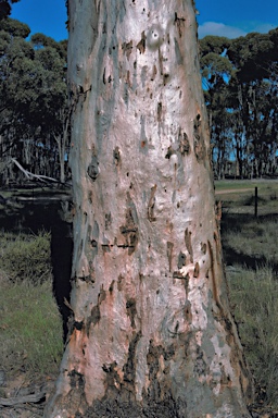 APII jpeg image of Eucalyptus salmonophloia  © contact APII