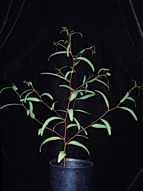 APII jpeg image of Eucalyptus sargentii subsp. sargentii  © contact APII