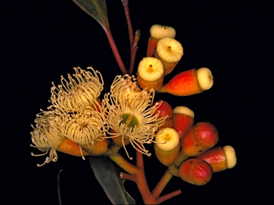 APII jpeg image of Eucalyptus scyphocalyx  © contact APII