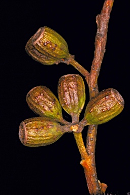 APII jpeg image of Eucalyptus leptocalyx  © contact APII