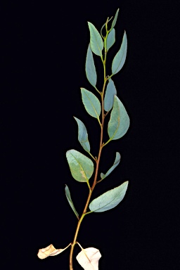 APII jpeg image of Eucalyptus sp. Southern wheatbelt (D.Nicolle & M.French DN 5507)  © contact APII