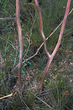 APII jpeg image of Eucalyptus sepulcralis  © contact APII