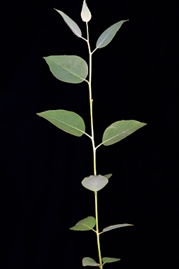 APII jpeg image of Eucalyptus vittata  © contact APII