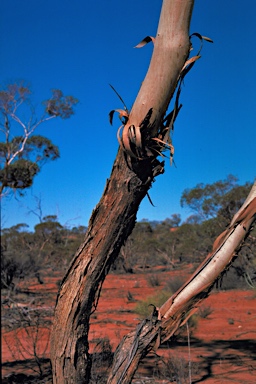APII jpeg image of Eucalyptus socialis subsp. socialis  © contact APII