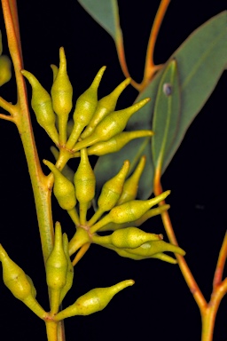 APII jpeg image of Eucalyptus socialis subsp. viridans  © contact APII