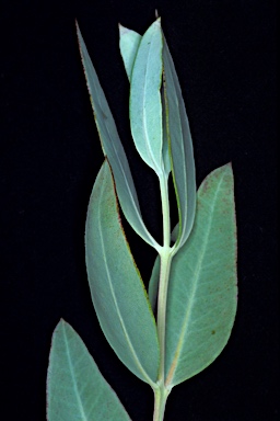 APII jpeg image of Eucalyptus socialis subsp. eucentrica  © contact APII