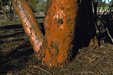 APII jpeg image of Eucalyptus spathulata  © contact APII