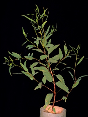 APII jpeg image of Eucalyptus sporadica  © contact APII