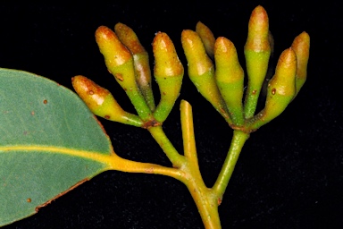 APII jpeg image of Eucalyptus staeri  © contact APII