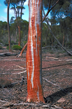 APII jpeg image of Eucalyptus steedmanii  © contact APII