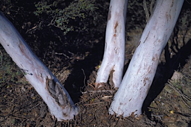 APII jpeg image of Eucalyptus stowardii  © contact APII