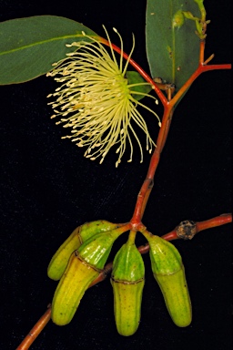 APII jpeg image of Eucalyptus stowardii  © contact APII