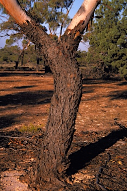 APII jpeg image of Eucalyptus striaticalyx subsp. striaticalyx  © contact APII