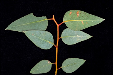 APII jpeg image of Eucalyptus striaticalyx subsp. striaticalyx  © contact APII