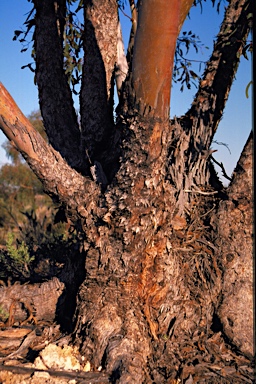 APII jpeg image of Eucalyptus striaticalyx subsp. delicata  © contact APII