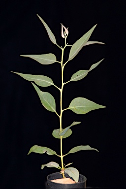 APII jpeg image of Eucalyptus striaticalyx subsp. delicata  © contact APII