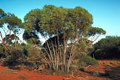 APII jpeg image of Eucalyptus subangusta subsp. subangusta  © contact APII