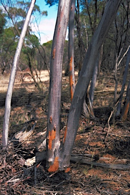 APII jpeg image of Eucalyptus subangusta subsp. subangusta  © contact APII