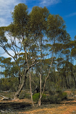 APII jpeg image of Eucalyptus subangusta subsp. cerina  © contact APII