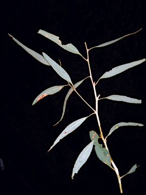 APII jpeg image of Eucalyptus subangusta subsp. cerina  © contact APII