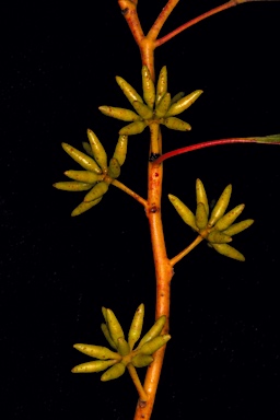 APII jpeg image of Eucalyptus subangusta subsp. pusilla  © contact APII