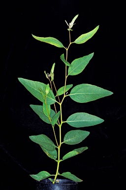 APII jpeg image of Eucalyptus subangusta subsp. pusilla  © contact APII
