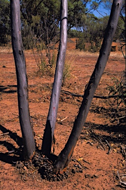 APII jpeg image of Eucalyptus subangusta subsp. virescens  © contact APII