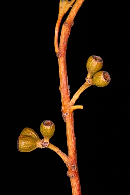 APII jpeg image of Eucalyptus subangusta subsp. virescens  © contact APII