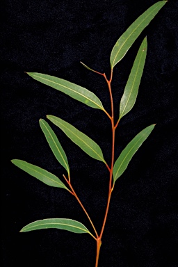 APII jpeg image of Eucalyptus subangusta subsp. virescens  © contact APII
