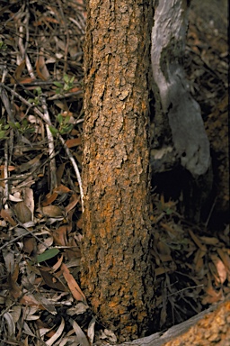 APII jpeg image of Eucalyptus suberea  © contact APII