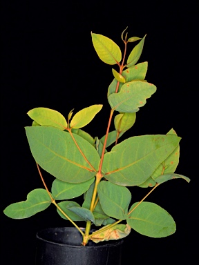 APII jpeg image of Eucalyptus suberea subsp. barbigerorum  © contact APII