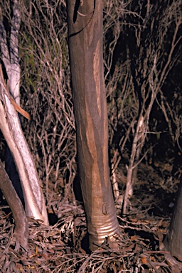 APII jpeg image of Eucalyptus subtilis  © contact APII