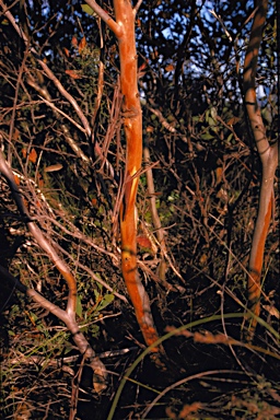 APII jpeg image of Eucalyptus suggrandis subsp. suggrandis  © contact APII