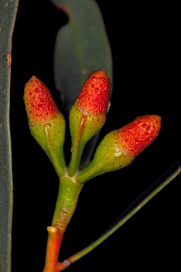 APII jpeg image of Eucalyptus suggrandis subsp. suggrandis  © contact APII