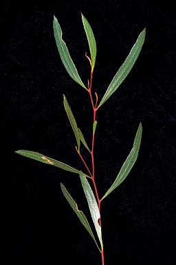 APII jpeg image of Eucalyptus suggrandis subsp. suggrandis  © contact APII