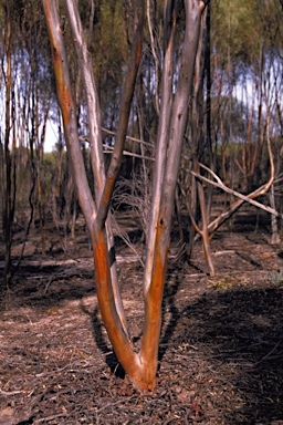 APII jpeg image of Eucalyptus alipes  © contact APII